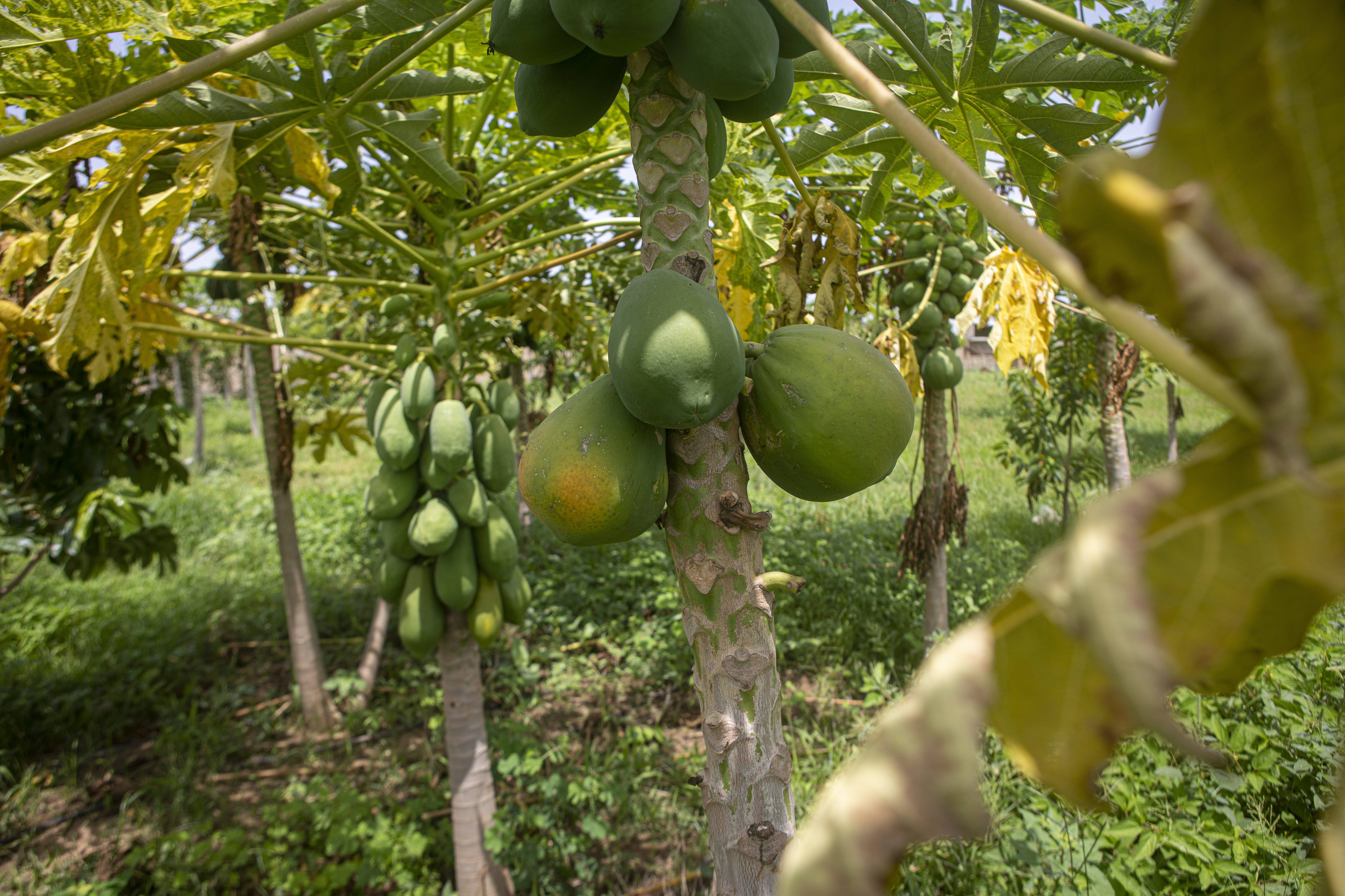 Fruits Exotiques