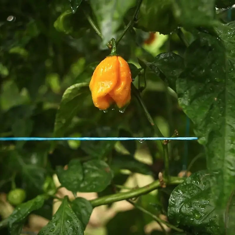 Découvrez Nos Traitments Phytosanitaires Respectueux