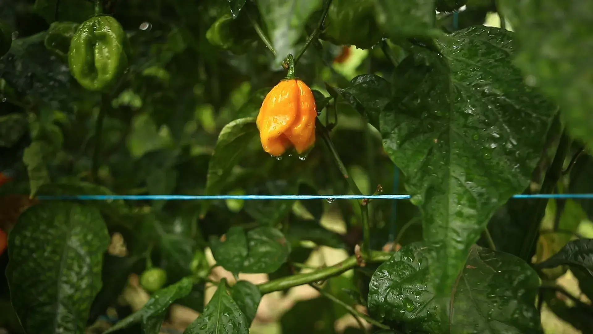 Découvrez Nos Traitments Phytosanitaires Respectueux